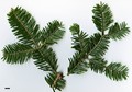 SpeciesSub: subsp. yulongxueshanensis